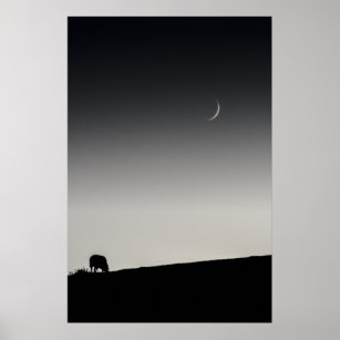 New moon and sheep grazing (6162) poster