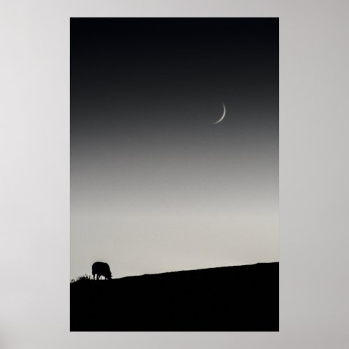 New moon and sheep grazing 6162 poster