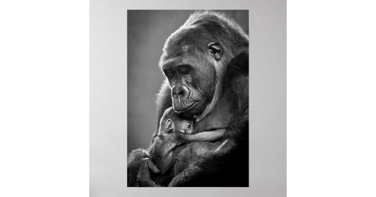 Gorilla Gift Box, Zazzle