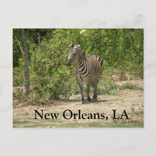 New Orleans, LA Postcard (Front)