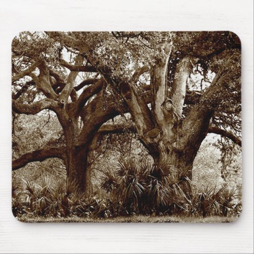 New Orleans Live Oak Trees Mouse Pad