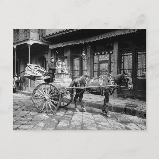 New Orleans Milk Cart: 1903 Postcard (Front)