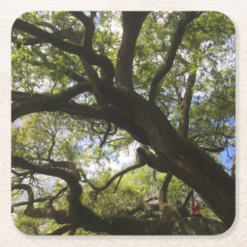 New Orleans Oak Tree Coaster