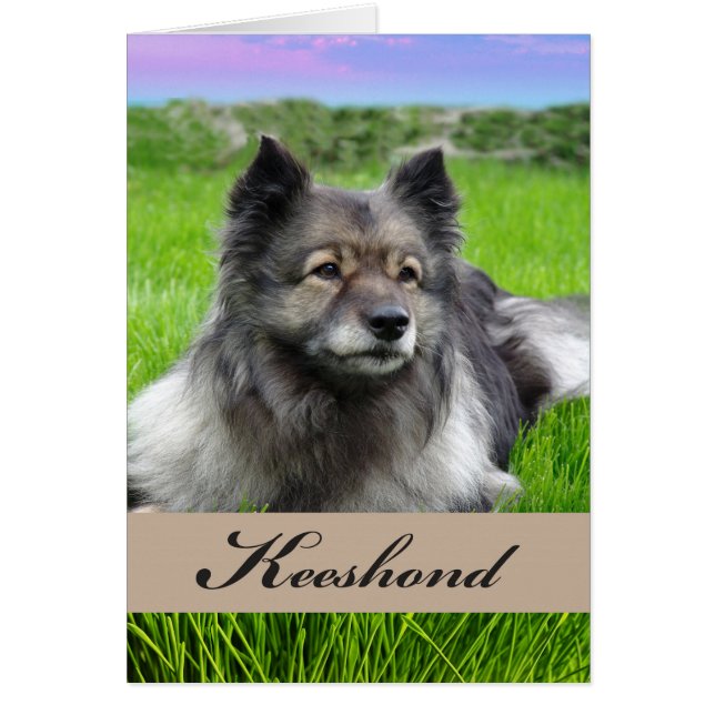 New Pet Keeshond Dog on Grass Cards (Front)