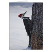 New Pilieated Woodpecker (Front)