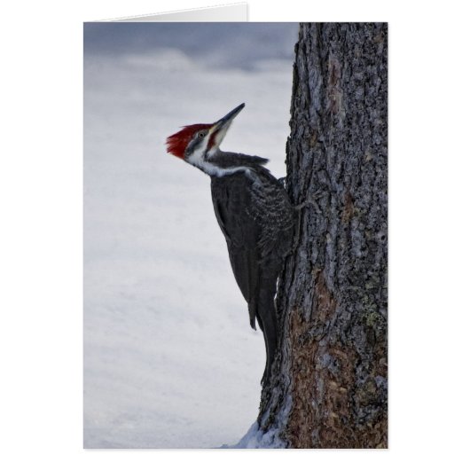 New Pilieated Woodpecker Cards (Front)