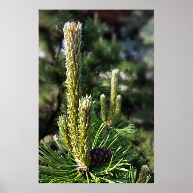 New pine buds poster (Front)