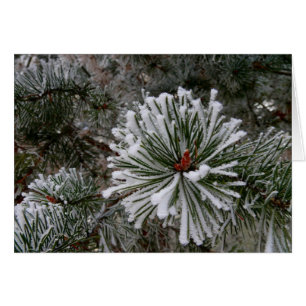 New Pine Cones Cards