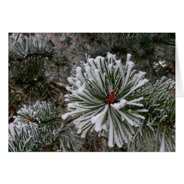 New Pine Cones Cards (Front Horizontal)