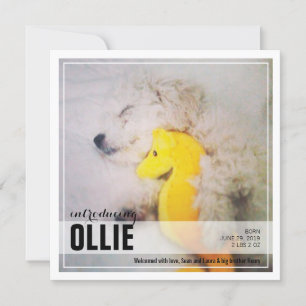 New Puppy Adoption    PET Announcement