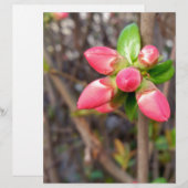 new red buds (Front/Back)