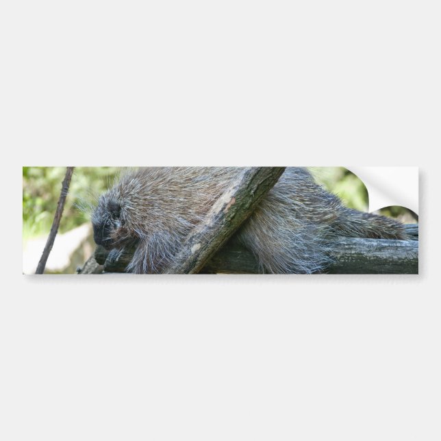 New World Porcupine Bumper Sticker (Front)