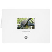 New World Porcupine Cards (Back Horizontal)