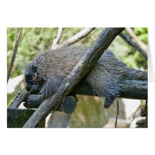 New World Porcupine Cards (Front Horizontal)