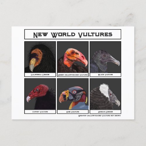 New World Vultures Illustration  Postcard