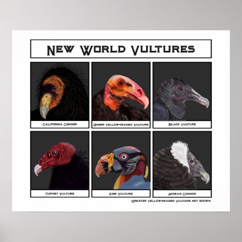 New World Vultures Illustration Poster