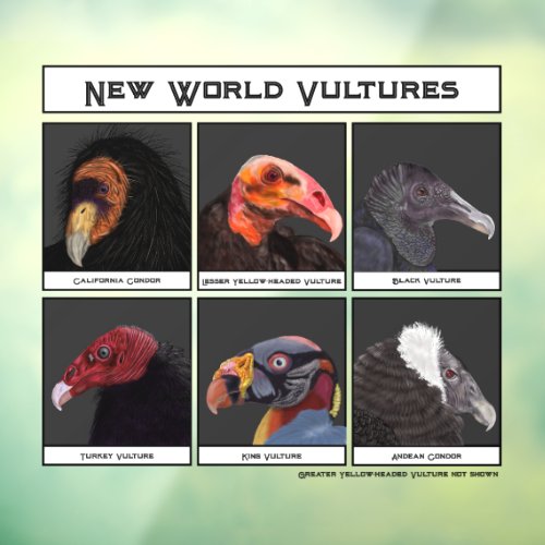 New World Vultures Illustration Window Cling