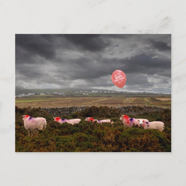 New Year sheep Postcard (Front)