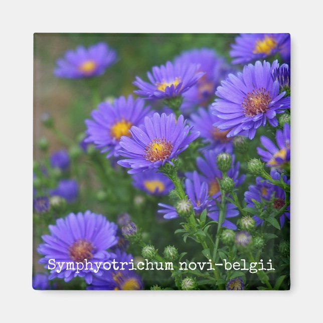 New York Aster Botanical Magnet (Front)