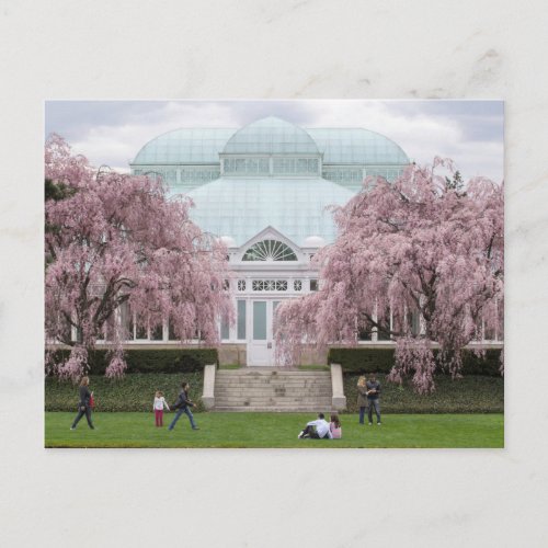 New York Botanical Garden Pink Weeping Cherry Postcard