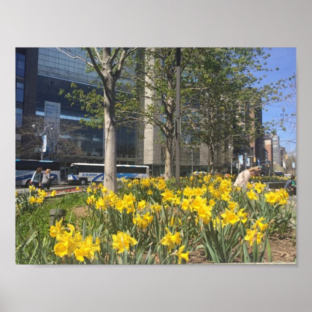 New York City Daffodils Columbus Circle NYC Spring Poster (Front)