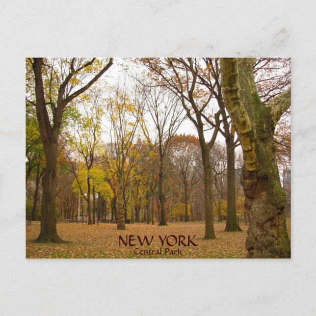 New York Postcards NYC Central Park Postcards (Front)