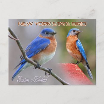 New York State Bird - Eastern Bluebird Postcard by HTMimages at Zazzle