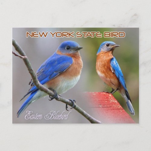 New York State Bird _ Eastern Bluebird Postcard