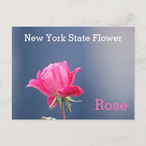 New York State Flower Pink Rose Postcard