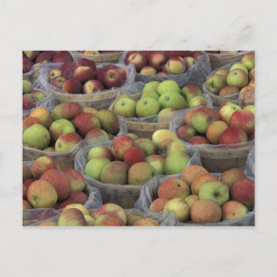 New York State Macintosh apples in baskets Postcard