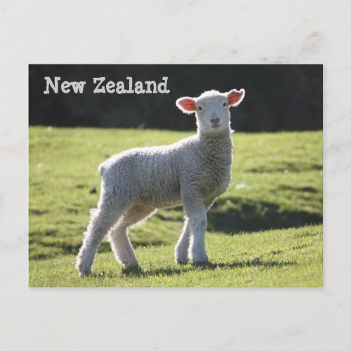 New Zealand _ Adorable Lamb Looking at You Postcard