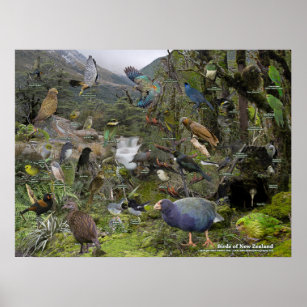 New Zealand Birds identification poster