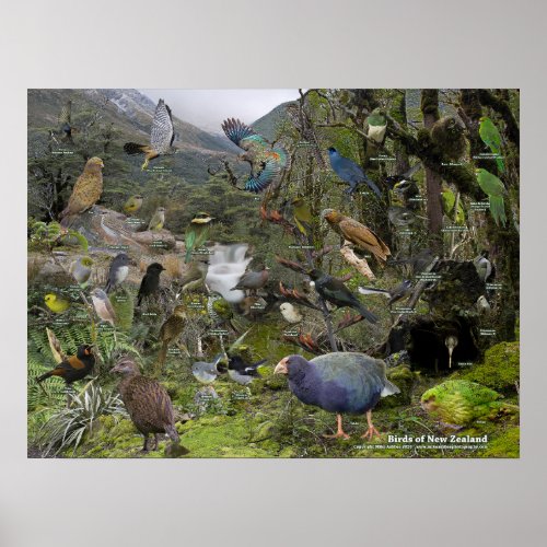 New Zealand Birds identification poster