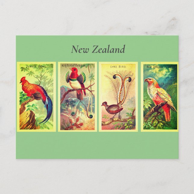 New Zealand Birds  Vintage Lyrebird Junglefowl Holiday Postcard (Front)