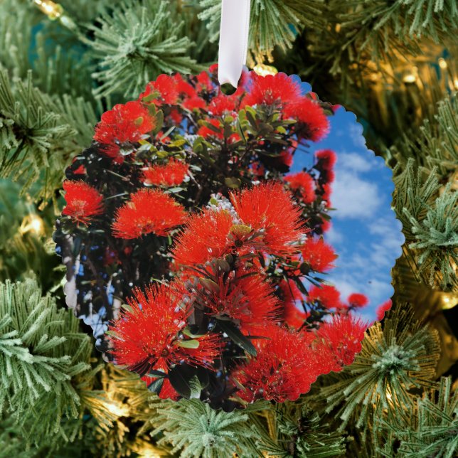 New Zealand Christmas tree  Ornament Card (Insitu (Tree))