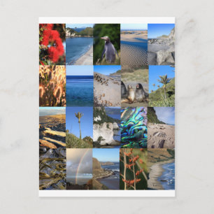 New Zealand coastal scenic Kiwiana Postcard