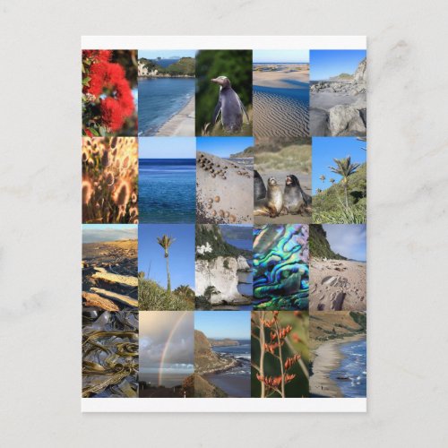 New Zealand coastal scenic Kiwiana Postcard