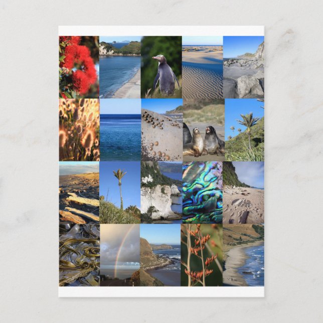 New Zealand coastal scenic Kiwiana Postcard (Front)