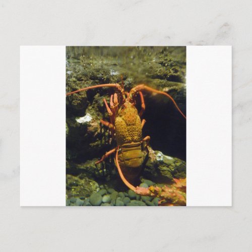 New Zealand Crayfish Postcard