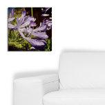 New Zealand Floral Agapanthus Violet Blossom Poster