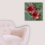 New Zealand Floral Red Feijoa Blossoms Poster