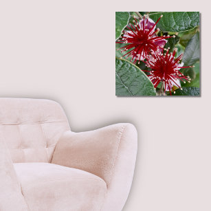 New Zealand Floral Red Feijoa Blossoms Poster