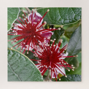 New Zealand Flower Red Blooming Feijoa Fruit Shrub Jigsaw Puzzle