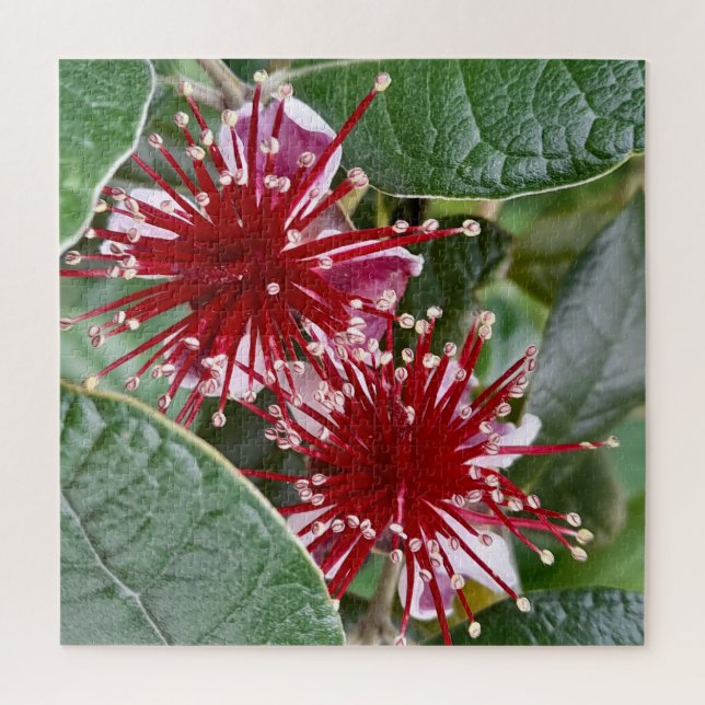 New Zealand Flower Red Blooming Feijoa Jigsaw Puzzle (Vertical)