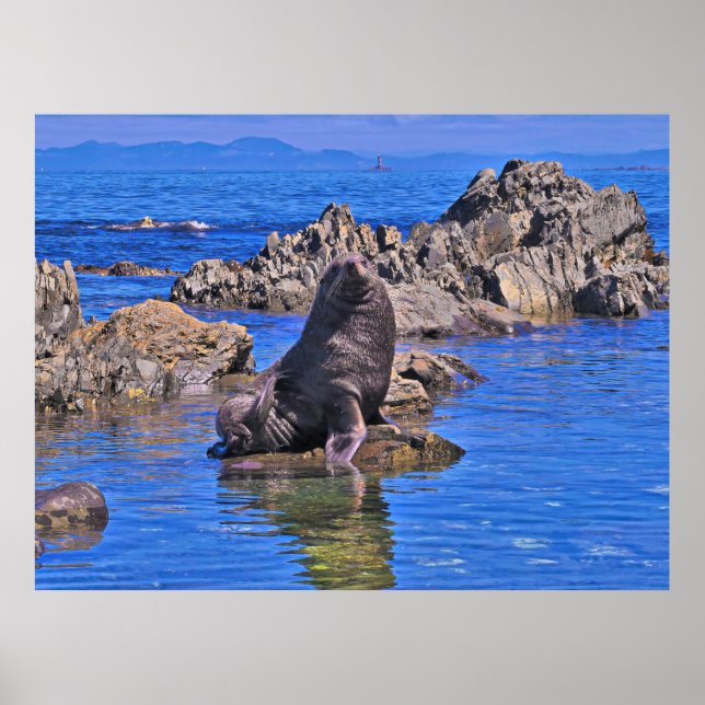 New Zealand Fur Seal II Poster (Front)