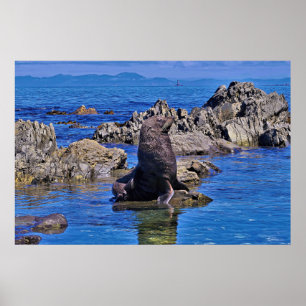 New Zealand Fur Seal Poster
