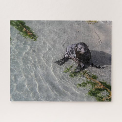 New Zealand Jigsaw Puzzle _ Seal pup Wharariki