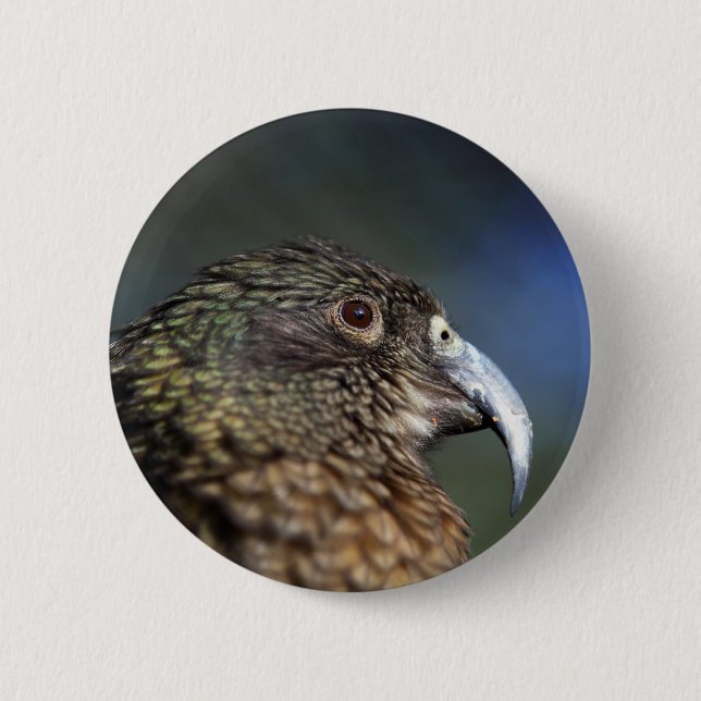 New Zealand Kea, alpine mountain parrot Pinback Button (Front)