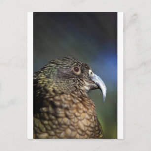 New Zealand Kea, alpine mountain parrot Postcard