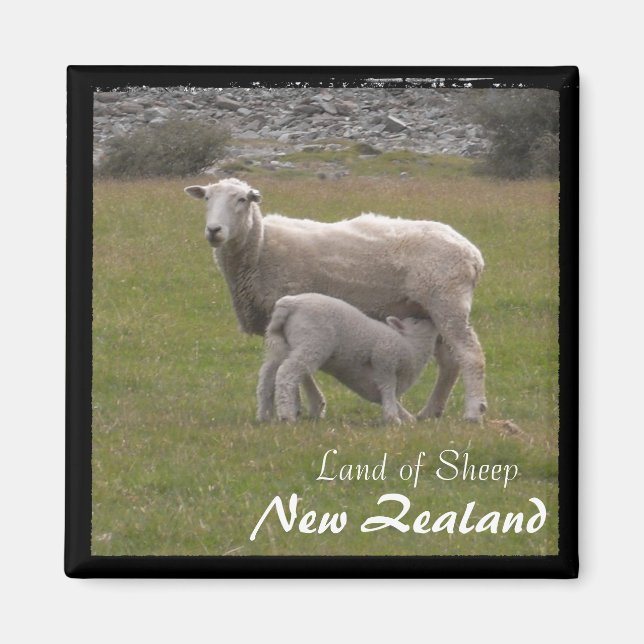 New Zealand, Lamb feeding No.2 (Magnet) Magnet (Front)